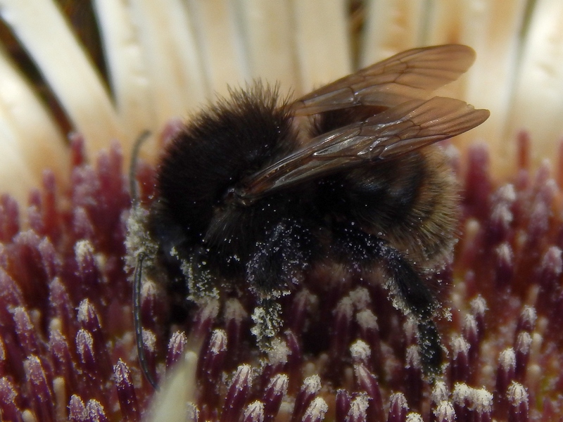 Bombus sp.